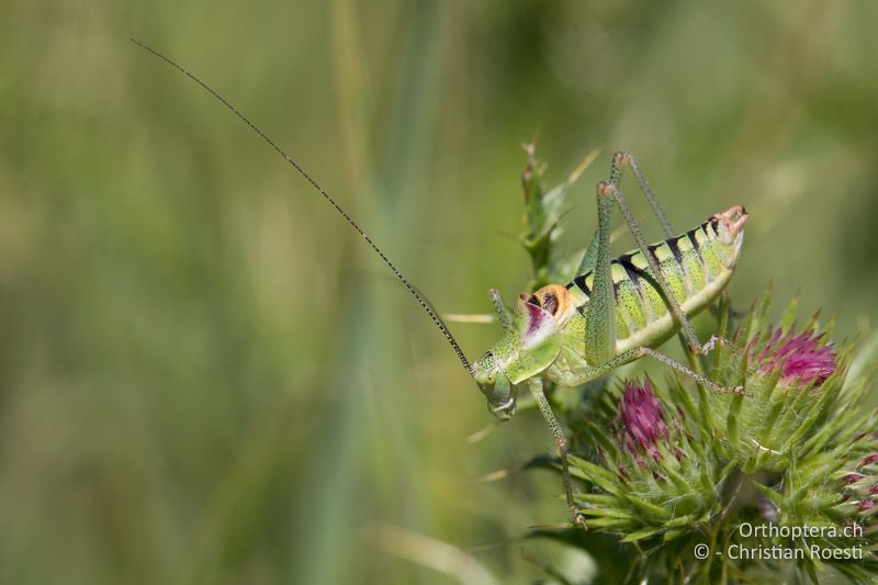 Poecilimon orbelicus ♂ - GR, Zentralmakedonien, Mt. Vrondous, 09.07.2017