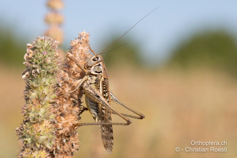 Decticus albifrons ♂ - BG, Oreshari, Khaskovo, Oreshari, 06.07.2019