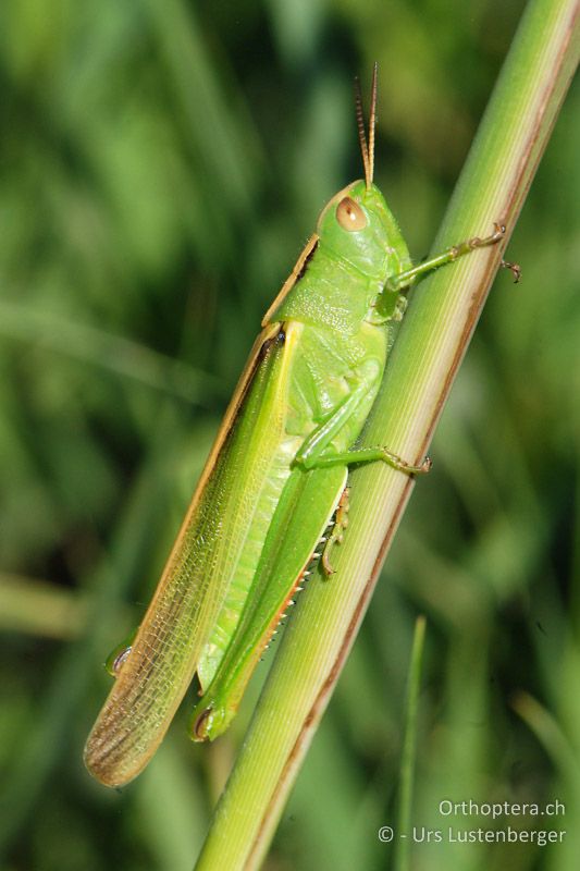 Dreifarbschrecke (Paracinema tricolor) am Rand eines Reisfeldes in der Camargue - FR, Salin de Giraud, 09.07.2014