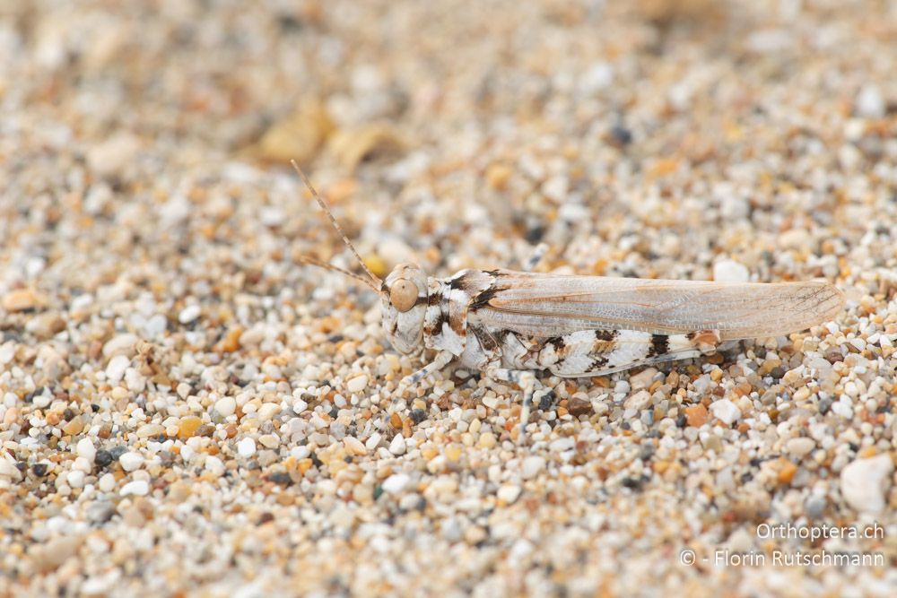 Sphingonotus personatus ♂ - GR, Epirus, Preveza, 06.06.2024