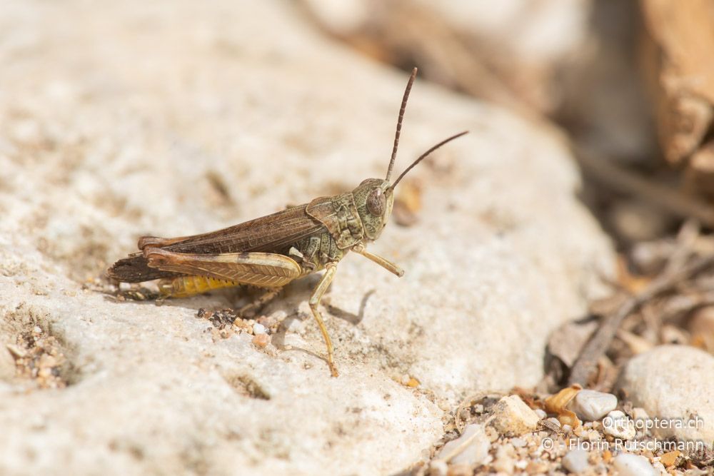 Omocestus spec. ♂ - GR, Epirus, Preveza, 07.06.2024