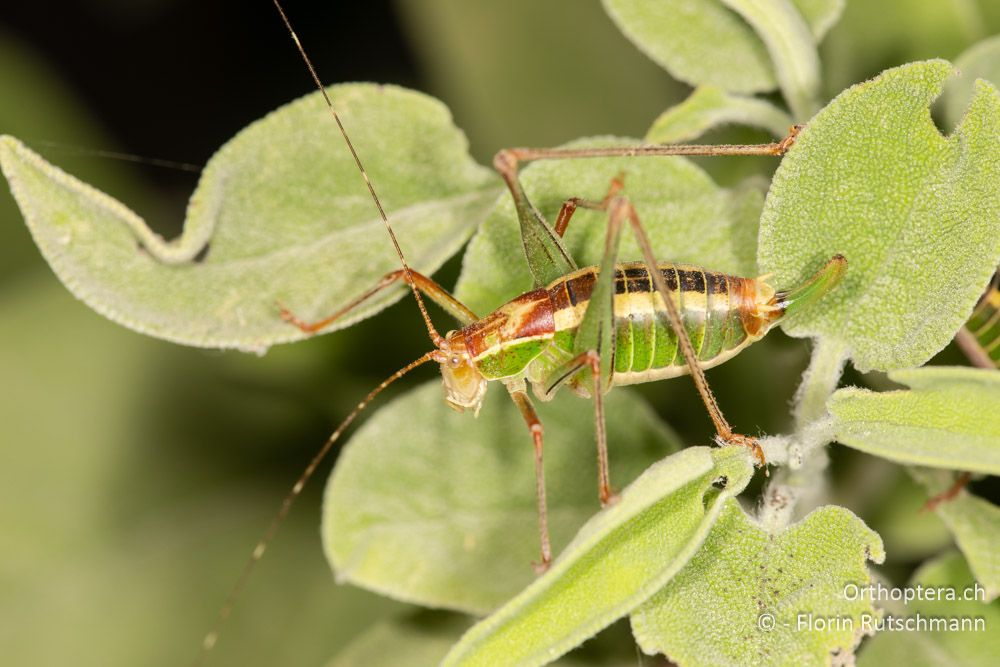 Poecilimon laevissimus ♀ - GR, Ionische Inseln, Lefkada, 10.06.2024