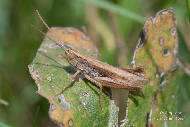 Chorthippus albomarginatus ♂ - AT, Burgenland, Breitenbrunn, 27.06.2008