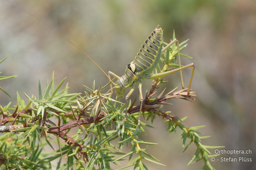 Ephippiger discoidalis ♂ - HR, Cres, Predošćica, 23.07.2015