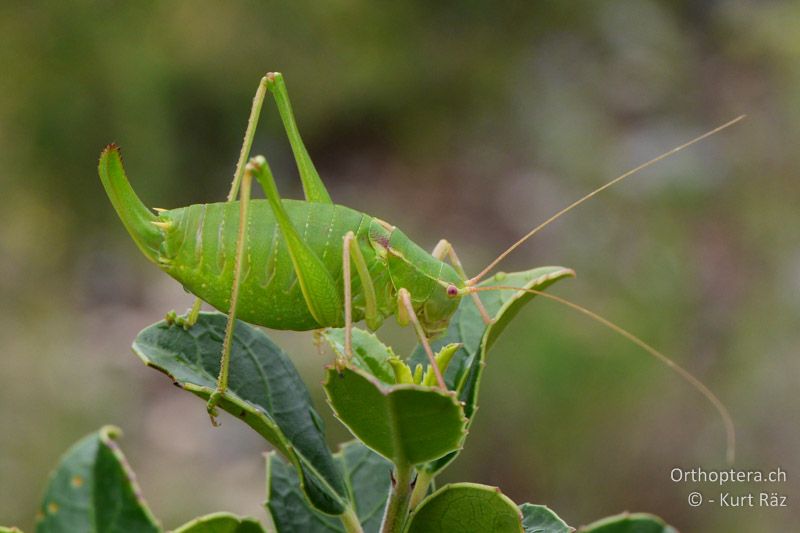 Südfranzösische Säbelschrecke (Barbitistes fischeri) ♀ - FR, bei Manosque, 05.07.2014