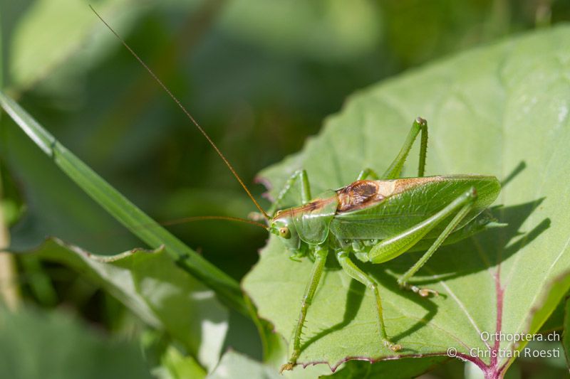 Tettigonia cantans ♂ - CH, SG, Alt Sankt Johan, 26.08.2012