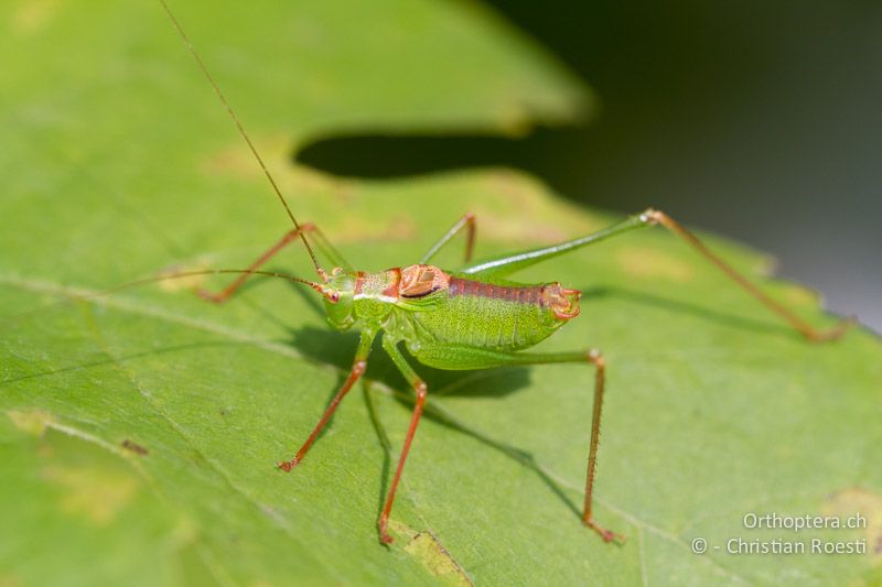 Leptophyes punctatissima ♂ - CH, BE, Bern, 28.08.2013