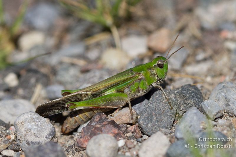 Aiolopus thalassinus ♀ - CH, TI, Coldrerio, 03.09.2013