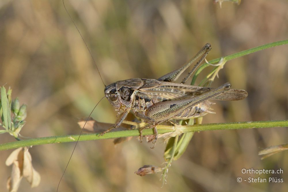 Platycleis romana ♂ - HR, Istrien, Boljunsko Polje, 20.07.2015