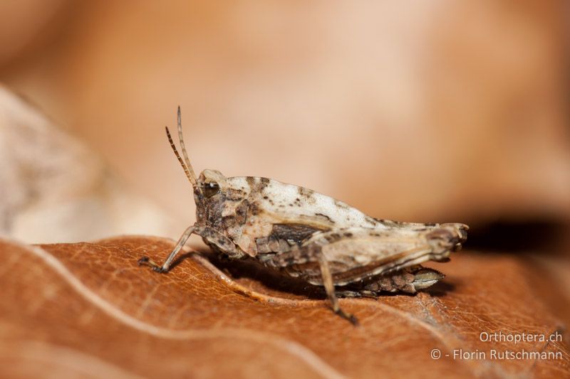 Tetrix undulata ♀ - CH, TG, Lengwiler Weiher, 02.04.2011