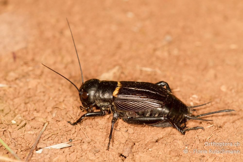 Gryllus campestris Weibchen - SI, Obalno-kraška, Krajna vas, 18.06.2014