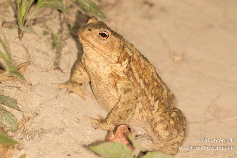 Bufo bufo - HR, Istrien, Pazin, 16.07.2015