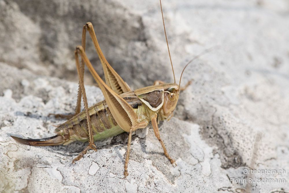 Playtcleis (Modestana) modesta ♀ - HR, Istrien, Brest, 25.07.2015