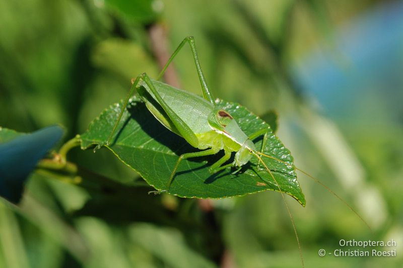 Isophya modestior ♂ - AT, Niederösterreich, Eichkogel bei Mödling, 29.06.2008