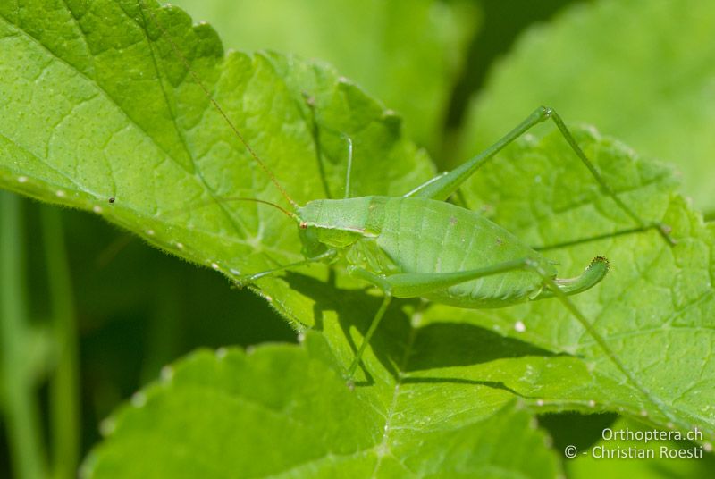 Isophya brevicauda ♀ - AT, Steiermark, Aibl, 24.06.2010