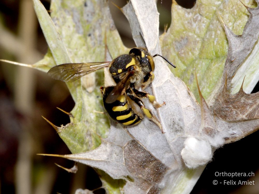 Anthidium florentinum - GR, Zentralmakedonien, Mt. Hortiatis, 04.07.2013