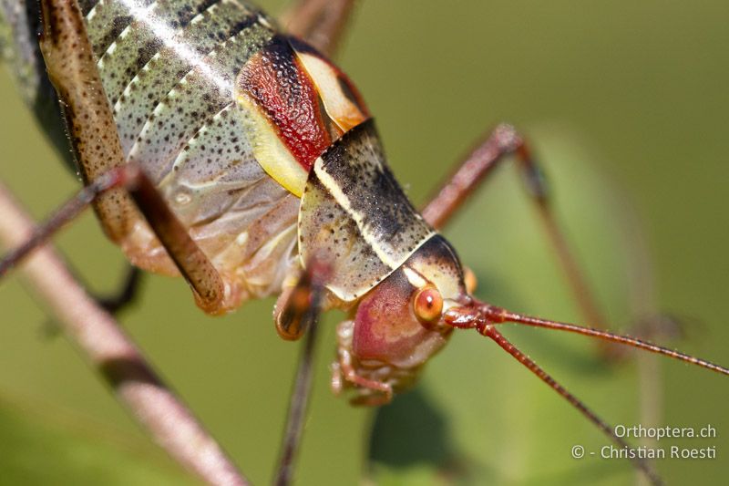 Barbitistes yersini ♂ - HR, Istrien, Prodol, 03.06.2014