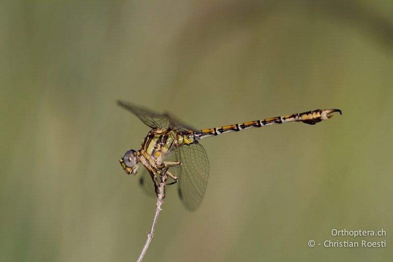 Paragomphus cognatus, Rock Hooktail ♂ - SA, Mpumalanga, Dullstroom, Field & Stream Lodge, 12.01.2015