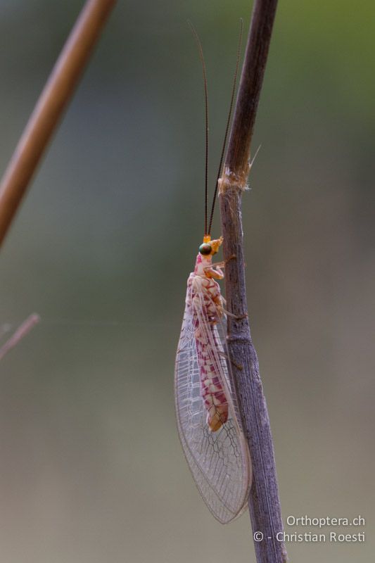 Florfliege (Neuroptera) - SA, Nort West, Rustenburg, Magaliesberg, 15.01.2015