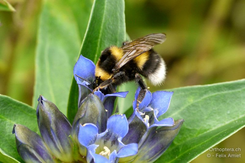 Bombus hortorum - HR, Istrien, Račja Vas, Dol, 24.07.2015