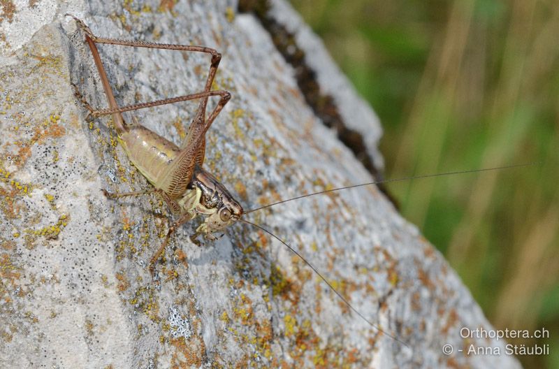 Pachytrachis striolatus ♀ - HR, Istrien, Račja Vas, Dol, 24.07.2015