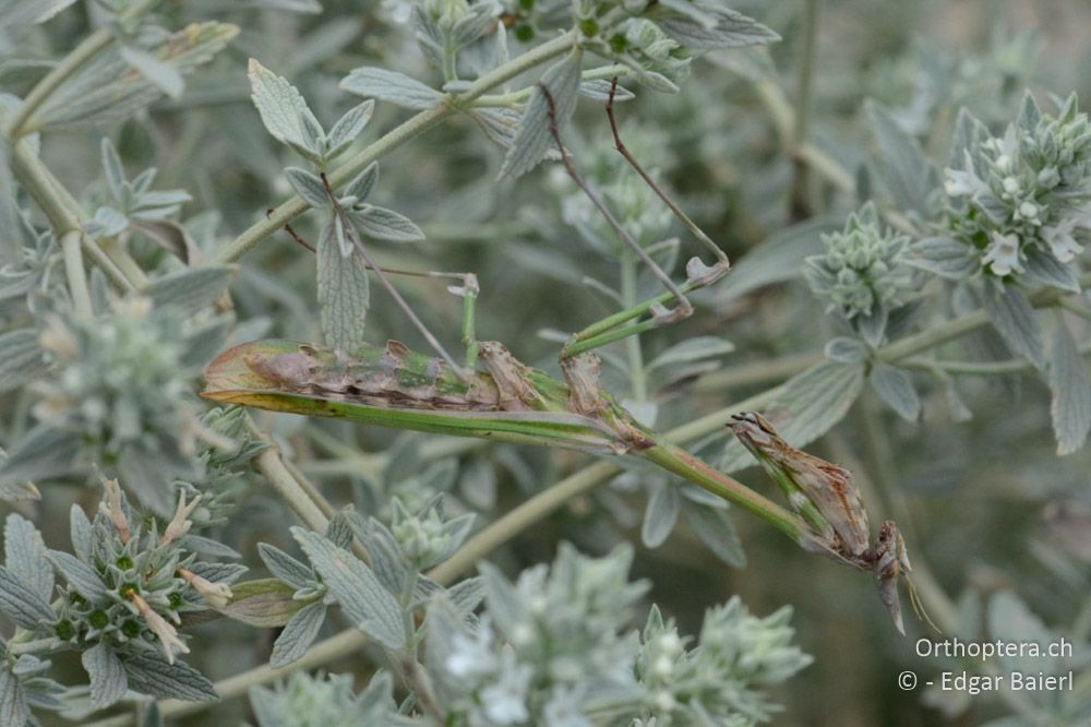 Empusa fasciata ♀ - BG, Blagoewgrad, Rupite, 13.07.2018