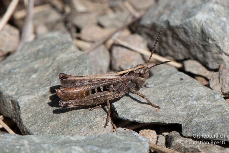 Omocestus haemorrhoidalis ♂ - FR, Pyrénées-Orientales, Osseja, 05.10.2010