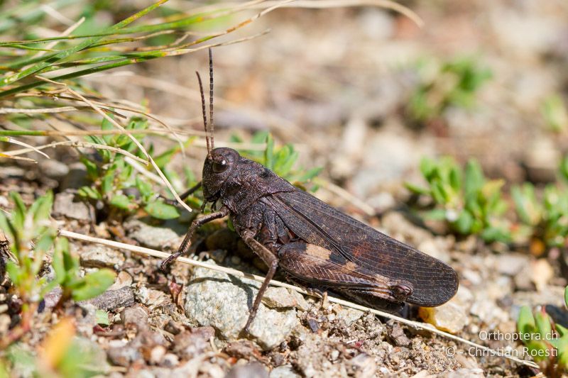 Psophus stridulus ♂ - CH, VS, Jeizinen, 10.08.2013