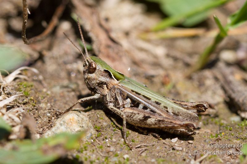 Omocestus haemorrhoidalis ♀, grüne Farbvariante - CH, VS, Jeizinen, 10.08.20013