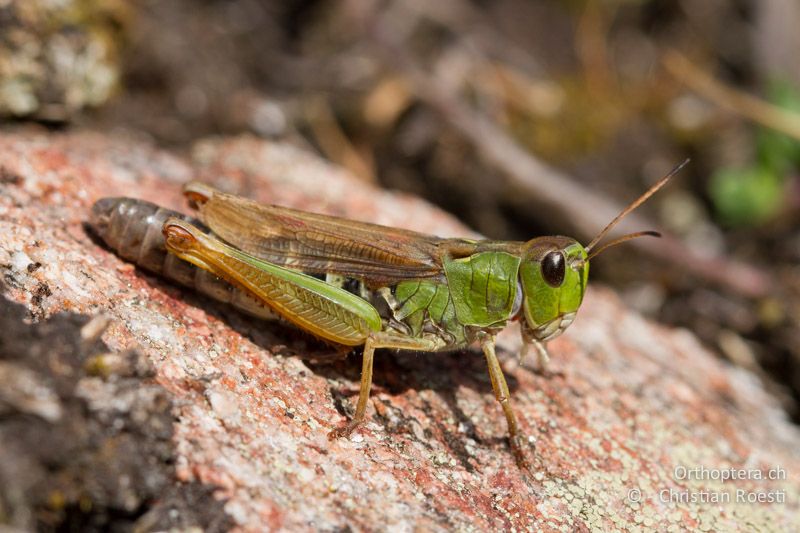 Gomphocerus sibiricus ♀ - CH, VS, Riederalp, 20.08.2011