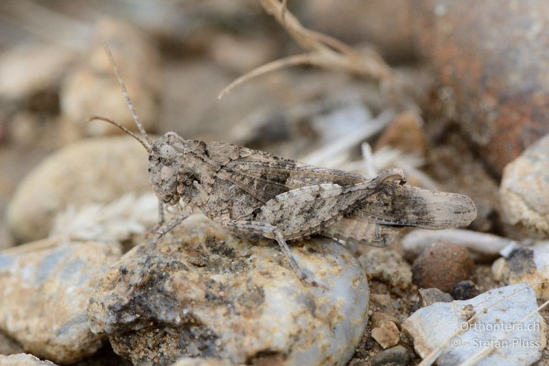 Oedipoda charpentieri ♀ - FR, Crau, 07.07.2014