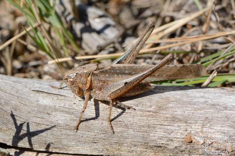 Platycleis intermedia ♂ - FR, Plateau d'Aumelas, 11.07.2014