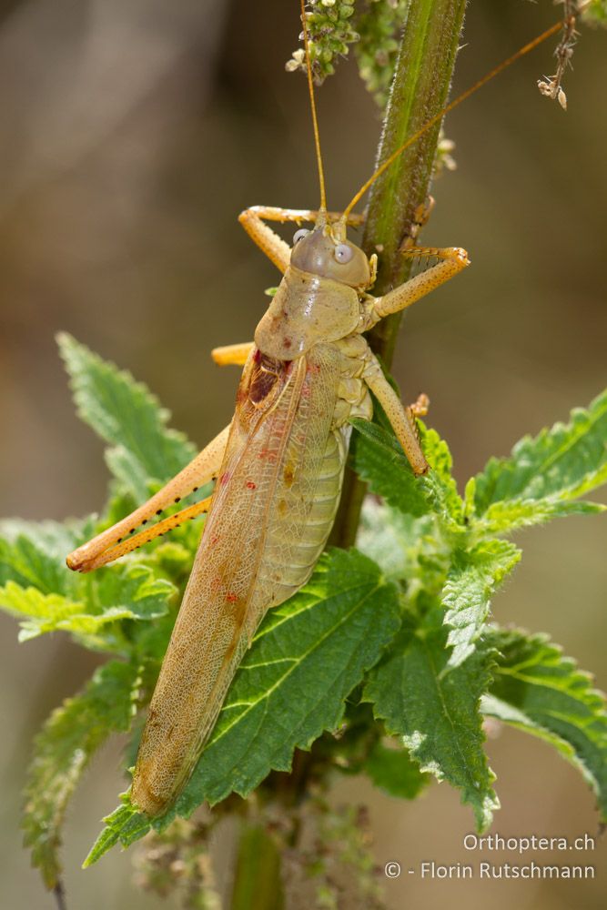 Östliches Heupferd (Tettigonia caudata) - Elassona, 16.07.2011