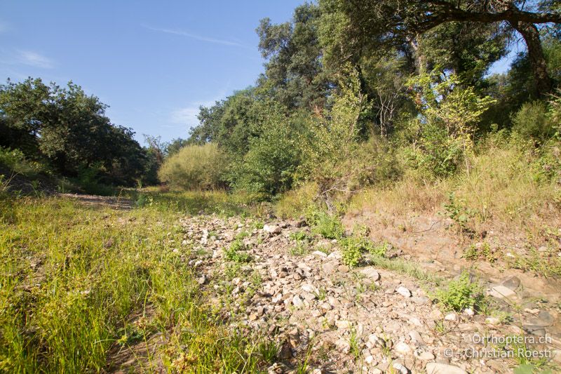 Flussbett mit Brombeergebüsch - FR, Var, La Môle, 26.09.2014