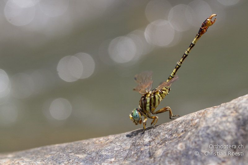 Crenigomphus hartmanni, Hartmann's Talontail ♂ - SA, Limpopo, Polokwane, Tudumo, 08.01.2015