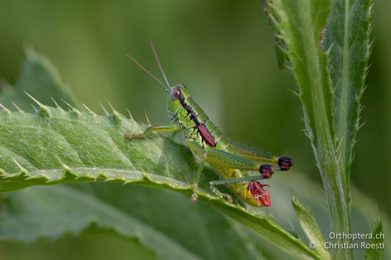 Odontopodisma decipiens ♂ - RO, Buzau, Berca, 17.07.2020