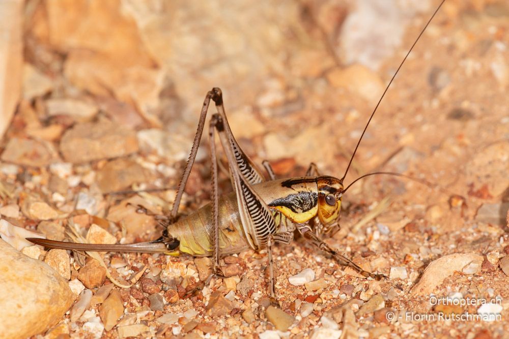 Eupholidoptera epirotica ♀ - GR, Westgriechenland, Anaktorio, 21.06.2024