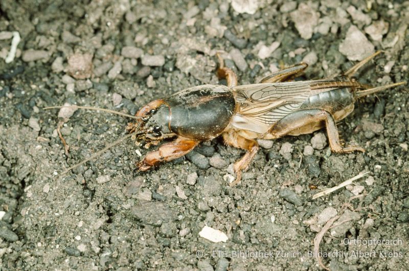 Gryllotalpa gryllotalpa ♂ - CH, ZH, Winterthur, 1995