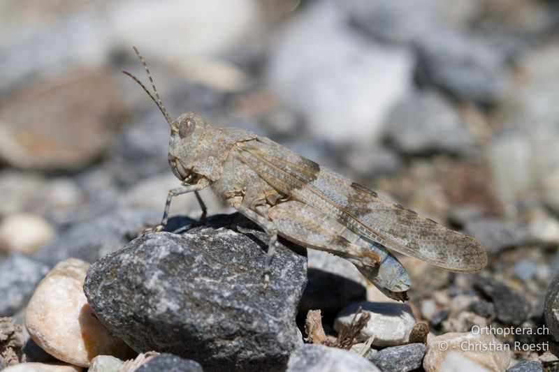 Sphingonotus caerulans ♀ - CH, VS, Leuk, 11.08.2013