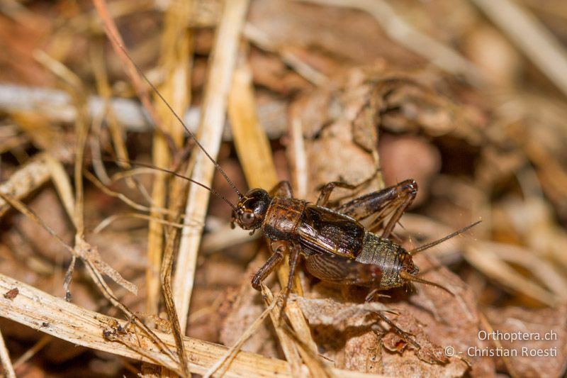 Nemobius sylvestris ♂ - CH, TI, Ponte Tresa, 01.09.2013