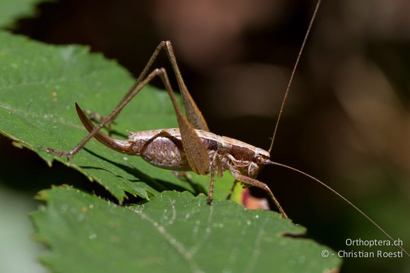 Yersinella raymondii ♀ - CH, TI, Mt. Caslano, 02.09.2013