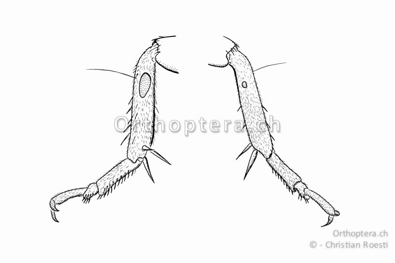Linkes Vorderbein von Modicogryllus frontalis ♂. Links von aussen betrachtet, rechts von innen. Auf der Innenseite ist das Tympanum nur sehr klein vorhanden.