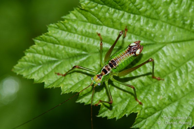 Andreiniimon nuptialis ♂ - HR, Istrien, Pazin, 19.07.2015