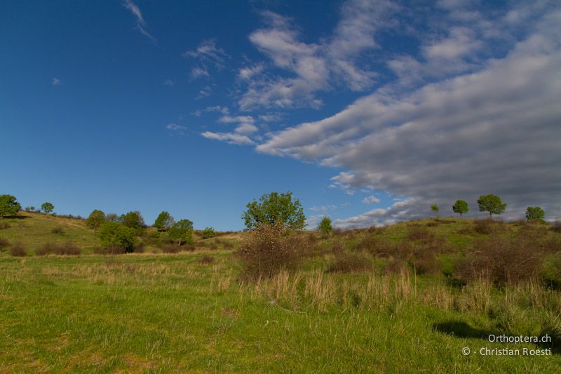 Lebensraum von Weidensperling, Isabellsteinschmätzer und Nachtigallengrasmücke in der extensiven Kulturlandschaft bei Topolovgrad.