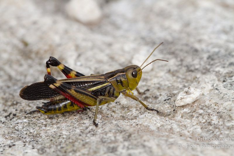 Arcyptera fusca ♂ - CH, TI, Cimetta, 24.08.2013