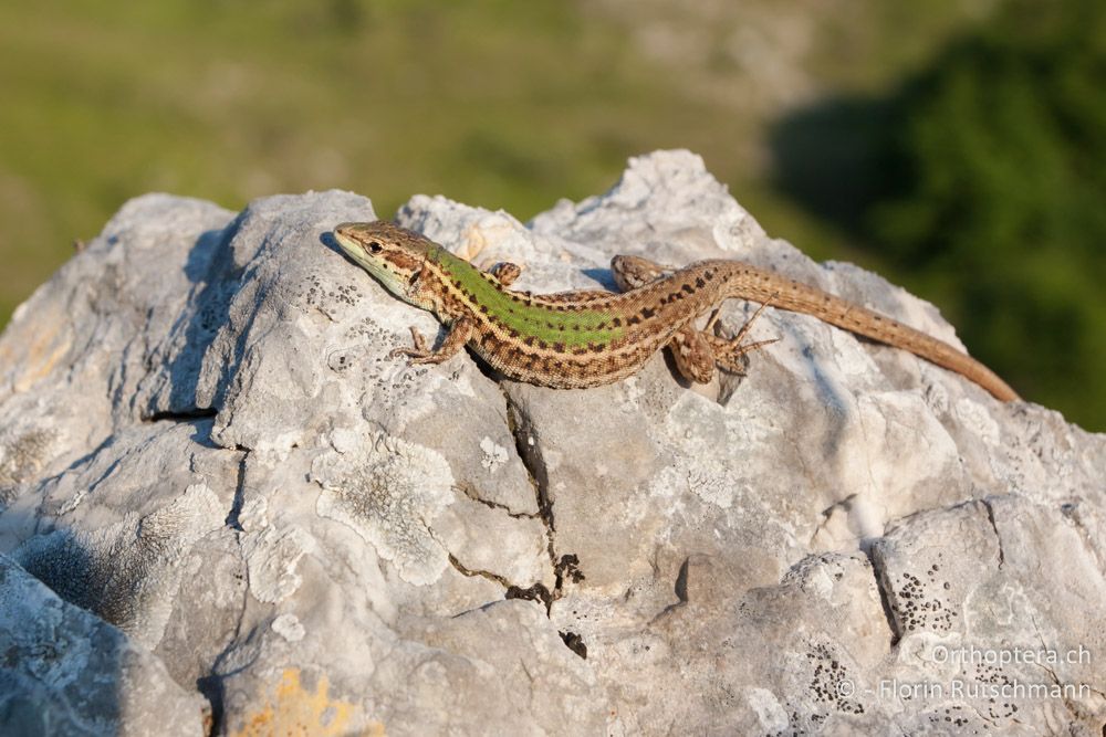 Adriatische Mauereidechse (Podarcis melisellensis) - HR, Istrien, Učka-Gebirge, 11.06.2014