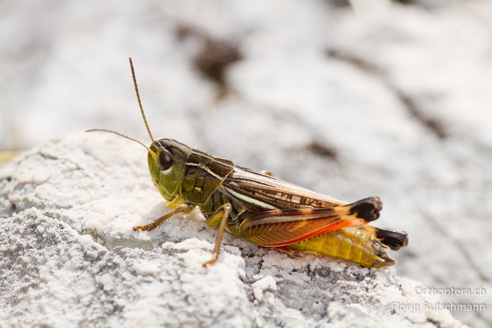 Kleine Höckerschrecke (Arcyptera microptera) - HR, Istrien, Učka-Gebirge, 18.06.2014