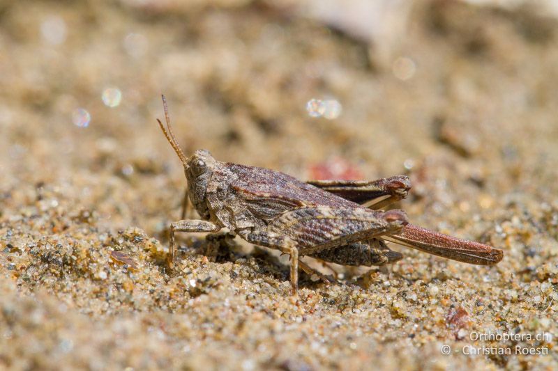 Tetrix bolivari ♂ - BG, Kardzhali, Krumovgrad, 23.04.2012