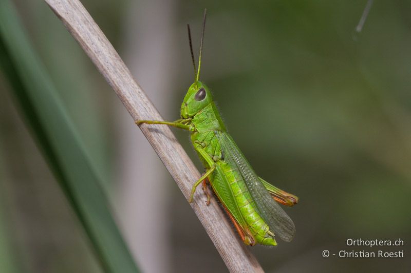 Chorthippus jucundus ♂ - FR, La Grande-Motte, 10.07.2014