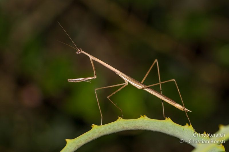 Stabförmige Gottesanbeterin - SA, Limpopo, Tzaneen, Kurisa Moya Lodge, 05.01.2015